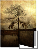 Cypress