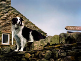 Border Collie on Moss Covered Stone Wall