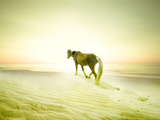 Horse Trudging through the Sand