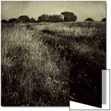 Trail through a Field