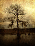 Cypress