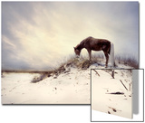 Chocolate Horse Feeding from Dry Brush