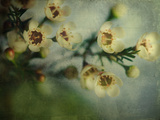 Flowers Strewn
