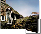Border Collie on Moss Covered Stone Wall