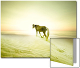 Horse Trudging through the Sand