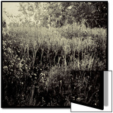 Overgrown Field