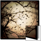 Birds Flying from Tree
