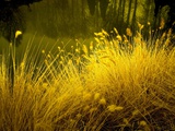 Golden Plants along River with Reflections of Trees