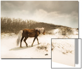 Chocolate Horse Walking through Sand Dunes