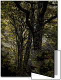 Central Park  no 3
