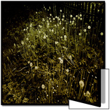 Dandelion Patch by Fence