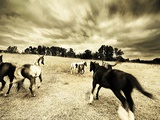 Horses Running and Playing in Barren Field
