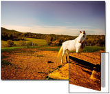 White Horse Fenced into Countryside Pen