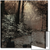 Forest with Peeking Sunlight