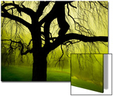 Green and Golden Landscape behind Tree