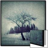 Lone Tree