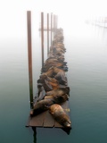 Sea Lions in Fog