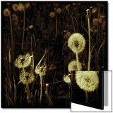 Dandelions in Various Stages