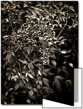 Heavenly Bamboo