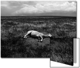 Horse Lying on Side in Field