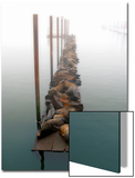 Sea Lions in Fog