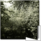 Trees along Fence in Bloom