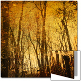 Tree Reflections