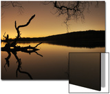 Gnarled Branches Poking out of Calm Lake
