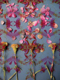 Cloves Colourkli