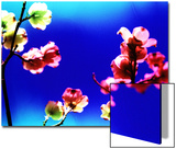 Flower Blossoms