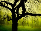 Green and Golden Landscape behind Tree