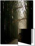 Foggy Path with Trees
