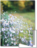 Blue Flowers in a Field