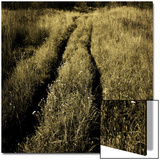Tracks through a Field