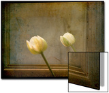 White Tulip against Framed Mirror