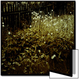 Dandelion Patch along Border