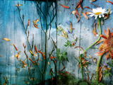 Underwater Sky