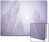 Dense Fog Obscuring Trees and Moonlight