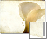 Detail of Calla Lily