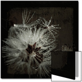 Dandelion in Dew