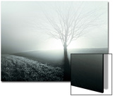 Sunlight Shining behind Lone Tree