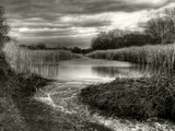 Reeds in Winter