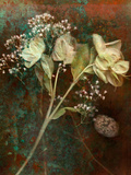 Wilted White Rose and Baby's Breath