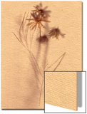 Wilted Flower and Stem Sketch