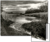 Reeds in Winter