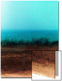 Tall Field of Grass on Burnt Land