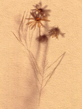 Wilted Flower and Stem Sketch