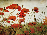 Orange Flower Patch