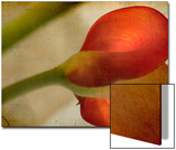 Study of Red Flower
