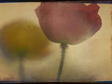 Close up of Flower Stem